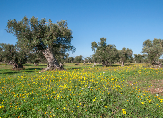 Ulivi del Salento