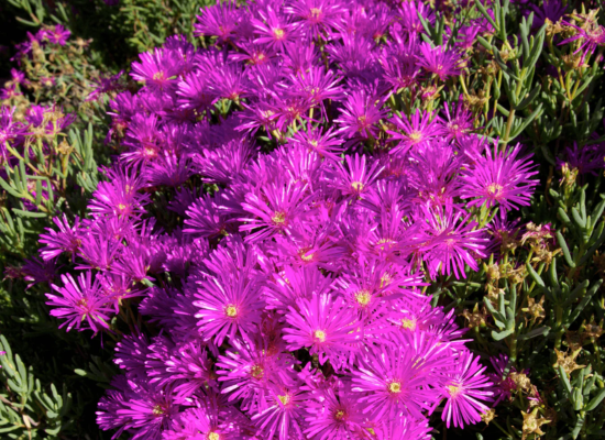 Fiori di lampranto